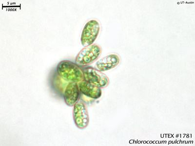 UTEX B 1781 Chlorococcum pulchrum | UTEX Culture Collection of Algae