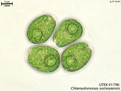 <strong>UTEX B 1796</strong> <br><i>Chlamydomonas surtseyiensis</i>
