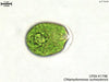 UTEX B 1796 Chlamydomonas surtseyiensis | UTEX Culture Collection of Algae