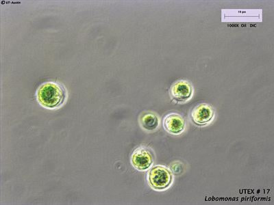 UTEX B 17 Lobomonas piriformis | UTEX Culture Collection of Algae