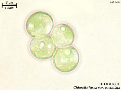 <strong>UTEX B 1801</strong> <br><i>Chlorella fusca var. vacuolata</i>