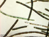UTEX B 1814 Oscillatoria lutea | UTEX Culture Collection of Algae