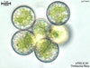 UTEX B 181 Trebouxia flava | UTEX Culture Collection of Algae