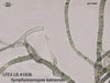 UTEX LB 1836 Symphyonemopsis katniensis | UTEX Culture Collection of Algae