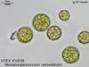 UTEX 1838 Neospongiococcum vacuolatum | UTEX Culture Collection of Algae