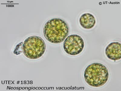<strong>UTEX 1838</strong> <br><i>Neospongiococcum vacuolatum</i>