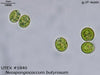 UTEX 1840 Neospongiococcum butyrosum | UTEX Culture Collection of Algae