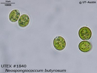 <strong>UTEX 1840</strong> <br><i>Neospongiococcum butyrosum</i>