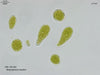 UTEX 1843 Neospongiococcum saccatum | UTEX Culture Collection of Algae