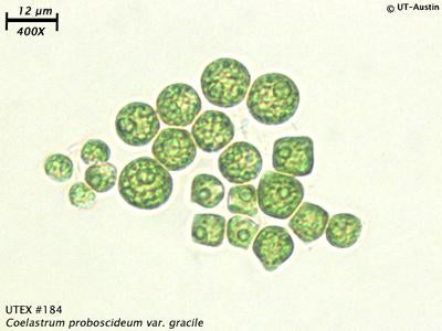 <strong>UTEX 184</strong> <br><i>Coelastrum proboscideum var. gracile</i>
