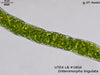 UTEX LB 1856 Enteromorpha lingulata | UTEX Culture Collection of Algae