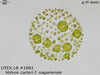 UTEX LB 1881 Volvox carteri f. nagariensis | UTEX Culture Collection of Algae