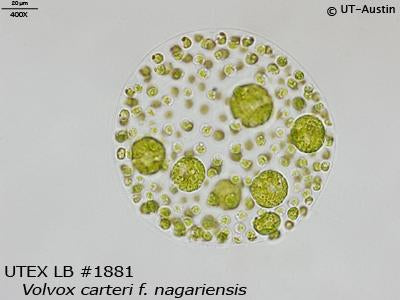 <strong>UTEX LB 1881</strong> <br><i>Volvox carteri f. nagariensis</i>