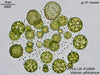 UTEX LB 1890 Volvox africanus | UTEX Culture Collection of Algae