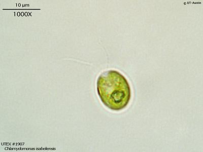<strong>UTEX B 1907</strong> <br><i>Chlamydomonas isabeliensis</i>