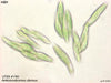 UTEX B 190 Ankistrodesmus densus | UTEX Culture Collection of Algae
