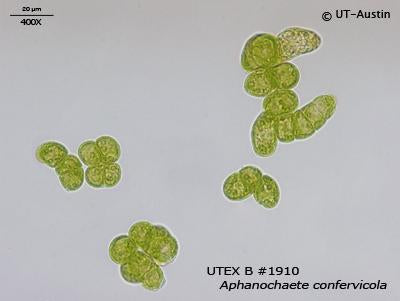 <strong>UTEX B 1910</strong> <br><i>Aphanochaete confervicola</i>