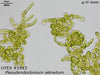 UTEX B 1912 Pseudendoclonium akinetum | UTEX Culture Collection of Algae
