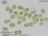 UTEX B 1918 Chamaetrichon capsulatum | UTEX Culture Collection of Algae