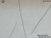 UTEX LB 1920 Gloeotrichia ghosi | UTEX Culture Collection of Algae