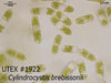 UTEX 1922 Cylindrocystis brebissonii | UTEX Culture Collection of Algae
