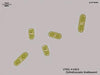 UTEX 1923 Cylindrocystis brebissonii | UTEX Culture Collection of Algae