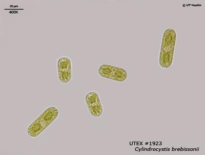 <strong>UTEX 1923</strong> <br><i>Cylindrocystis brebissonii</i>