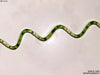 UTEX LB 1926 Spirulina platensis | UTEX Culture Collection of Algae
