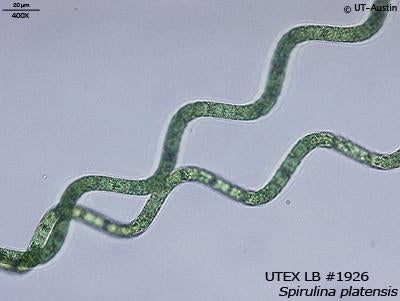 UTEX LB 1926 Spirulina platensis | UTEX Culture Collection of Algae