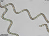 UTEX LB 1928 Spirulina platensis | UTEX Culture Collection of Algae