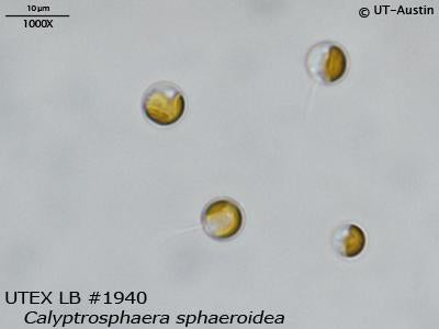 <strong>UTEX LB 1940</strong> <br><i>Calyptrosphaera sphaeroidea</i>