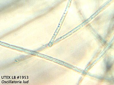 UTEX LB 1953 Oscillatoria lud | UTEX Culture Collection of Algae