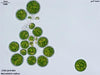 UTEX LB 1964 Macrochloris radiosa | UTEX Culture Collection of Algae
