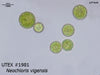 UTEX 1981 Neochloris vigensis | UTEX Culture Collection of Algae