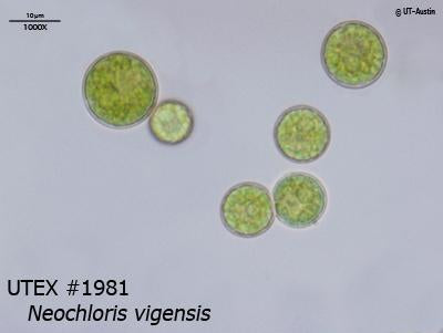 <strong>UTEX 1981</strong> <br><i>Neochloris vigensis</i>