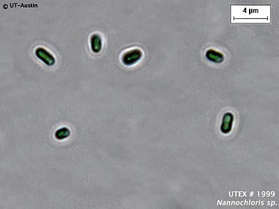 <strong>UTEX LB 1999</strong> <br><i>Nannochloris sp.</i>