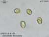 UTEX LB 199 Dunaliella bioculata | UTEX Culture Collection of Algae