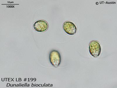 <strong>UTEX LB 199</strong> <br><i>Dunaliella bioculata</i>