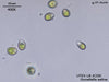 UTEX LB 200 Dunaliella salina | UTEX Culture Collection of Algae