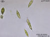UTEX B 2010 Chlorogonium sp. | UTEX Culture Collection of Algae