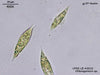 UTEX B 2010 Chlorogonium sp. | UTEX Culture Collection of Algae