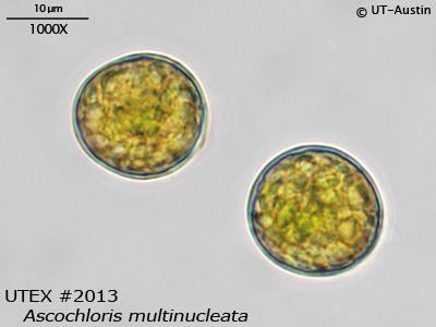 <strong>UTEX B 2013</strong> <br><i>Ascochloris multinucleata</i>