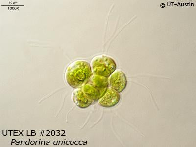 UTEX B 2032. Pandorina unicocca | UTEX Culture Collection of Algae