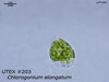 UTEX B 203 Chlorogonium elongatum | UTEX Culture Collection of Algae