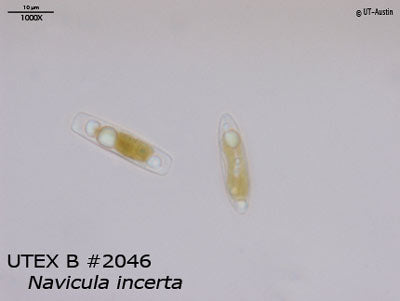 <strong>UTEX B 2046</strong> <br><i>Navicula incerta</i>