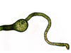 UTEX LB 2067 Vaucheria bursata | UTEX Culture Collection of Algae