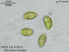 UTEX LB 2071 Oocystis minuta | UTEX Culture Collection of Algae
