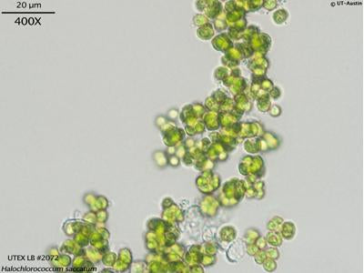 UTEX LB 2072 Halochlorococcum saccatum | UTEX Culture Collection of Algae
