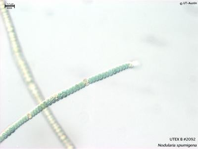 UTEX B 2092 Nodularia spumigena | UTEX Culture Collection of Algae