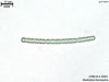 UTEX B 2093 Nodularia harveyana | UTEX Culture Collection of Algae
